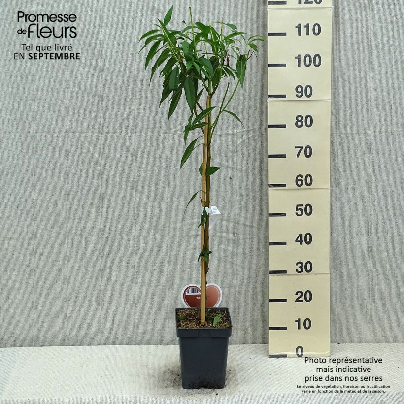 Spécimen de Amandier commun - Prunus dulcis Pot de 4L/5L, Buisson tel que livré en été