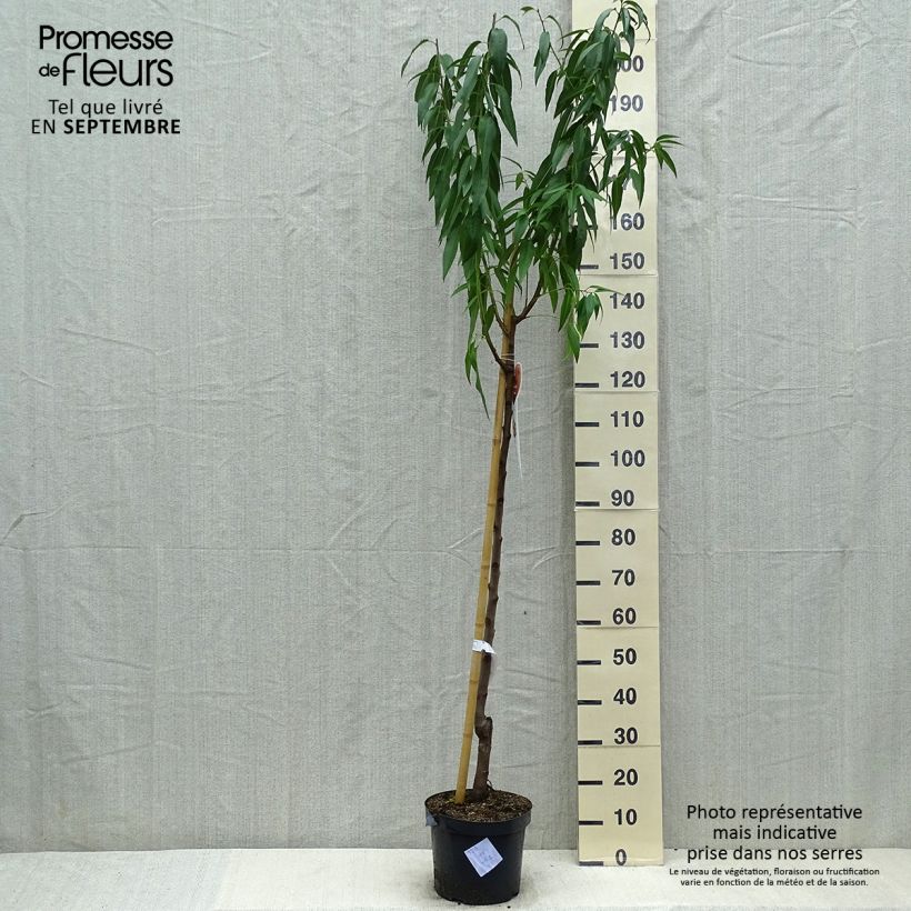 Spécimen de Amandier commun - Prunus dulcis Demi-tige en pot de 7,5l/10l tel que livré en été