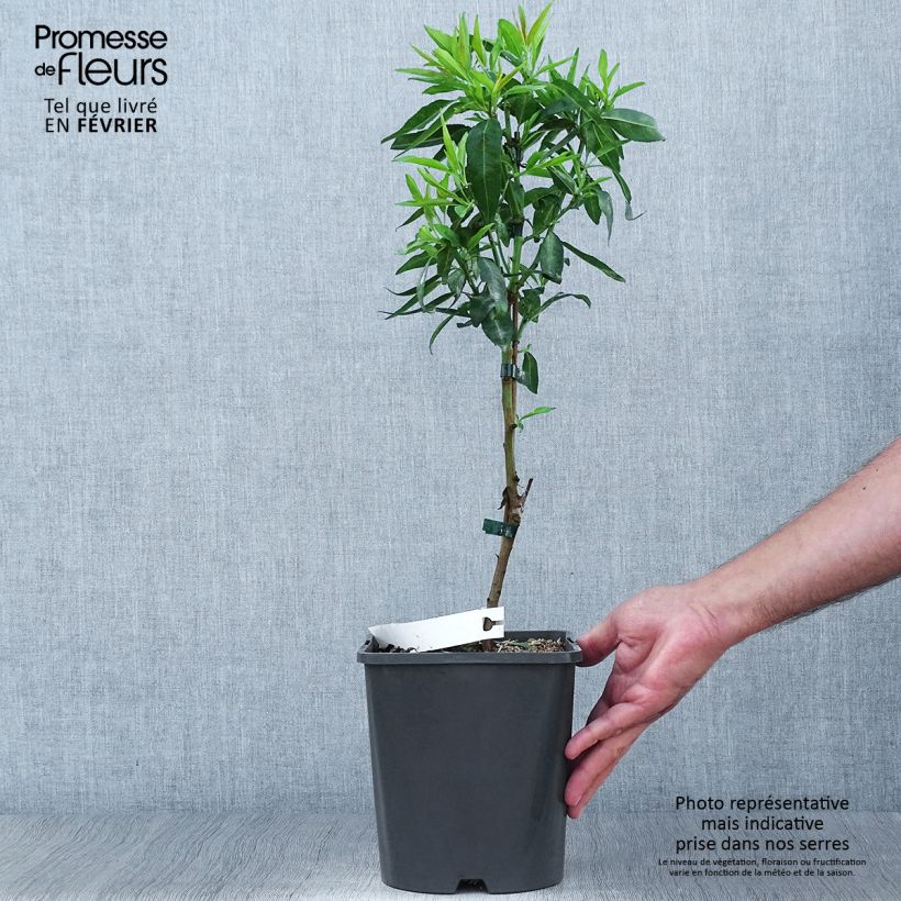 Spécimen de Amandier nain autofertile Fruit me Almond me - Prunus dulcis Pot de 4L/5L, Nain tel que livré en automne