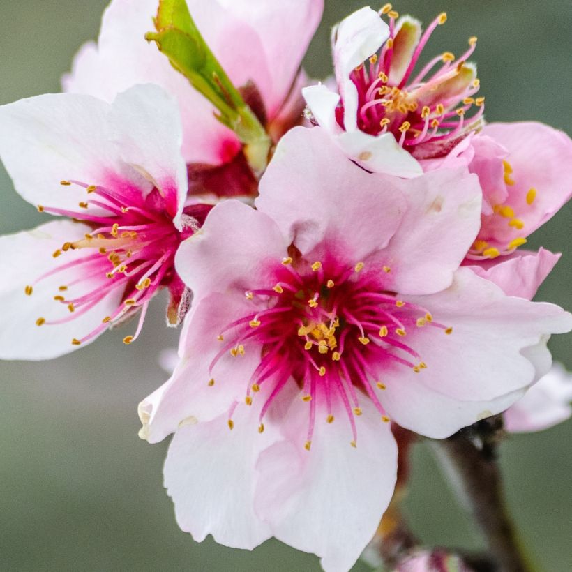 Amandier nain autofertile Fruit me Almond me - Prunus dulcis (Floraison)