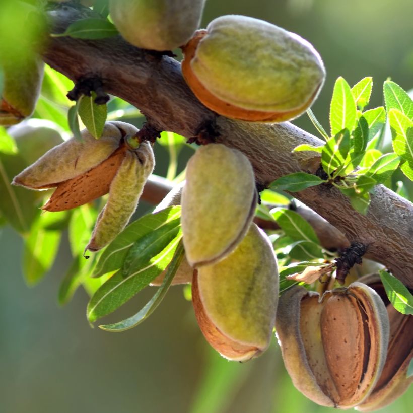Amandier nain autofertile Fruit me Almond me - Prunus dulcis (Récolte)