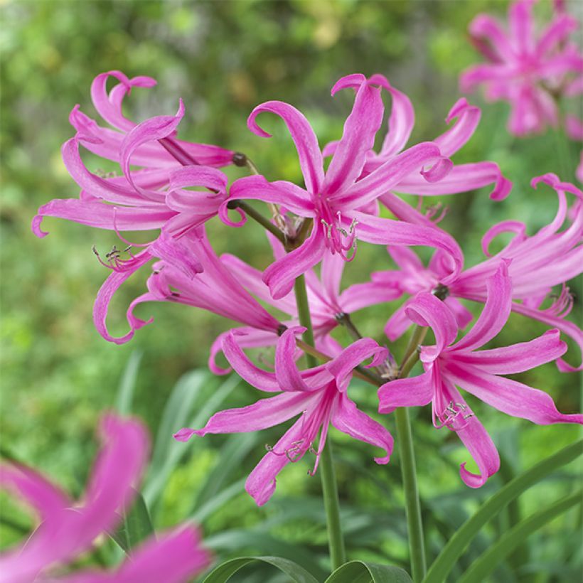 Amarine belladiva Anastasia - Nérine hybride (Floraison)