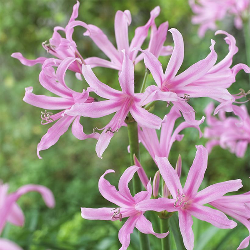 Amarine belladiva Aphrodite - Nérine hybride (Floraison)