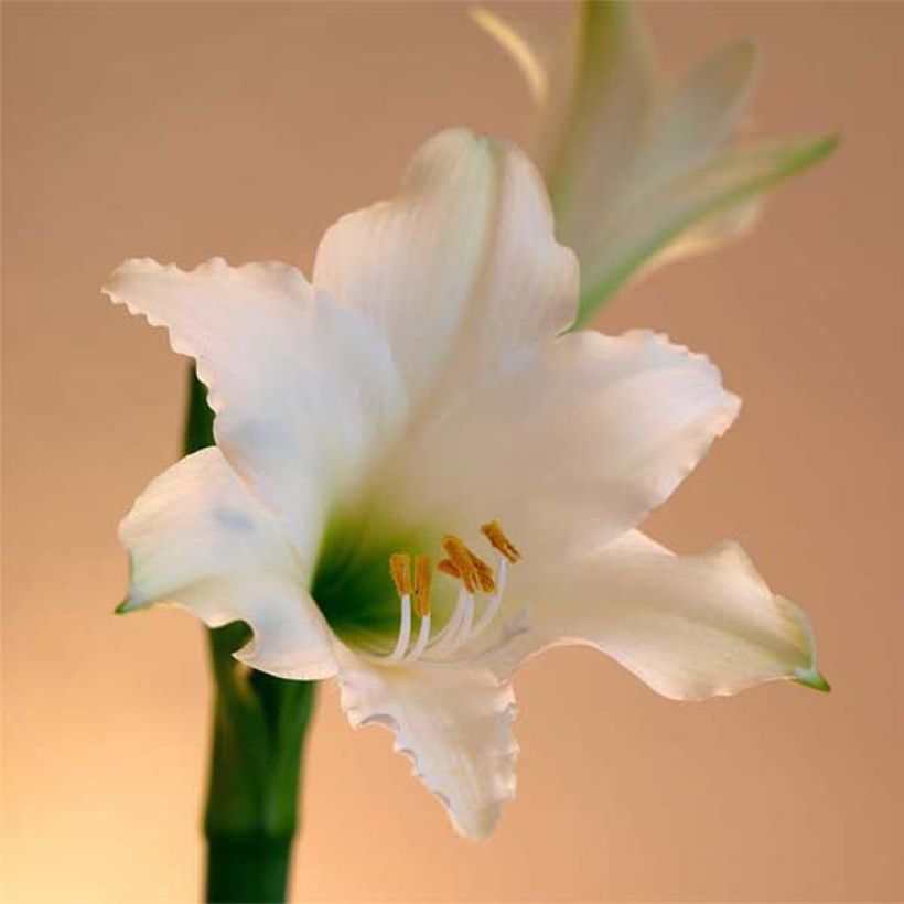 Amaryllis Amputo (Floraison)