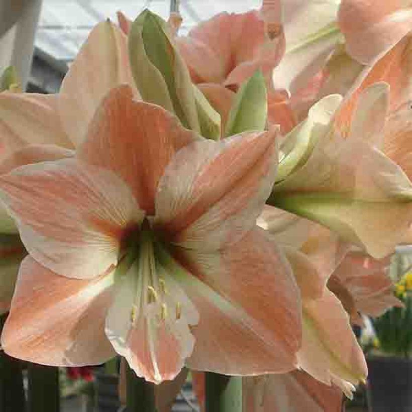 Amaryllis Apricot Parfait (Floraison)