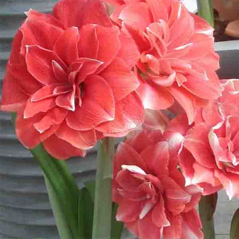 Amaryllis double Dream (Floraison)