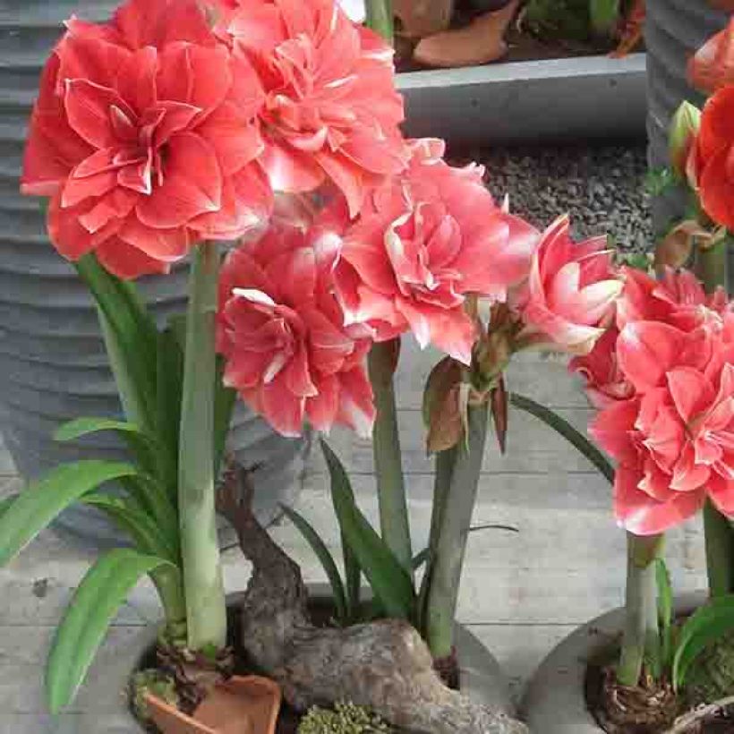 Amaryllis double Dream (Port)