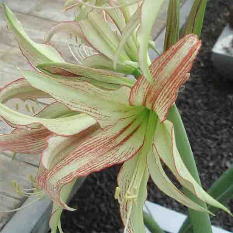 Amaryllis Emerald (Floraison)