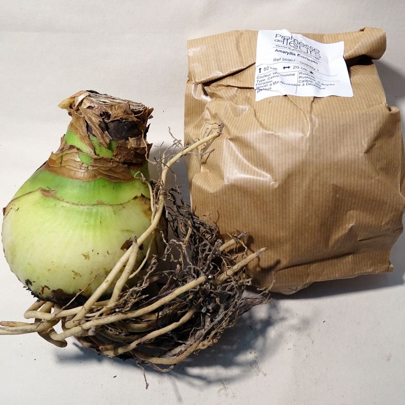 Exemple de spécimen de Amaryllis Evergreen Bulbe tel que livré