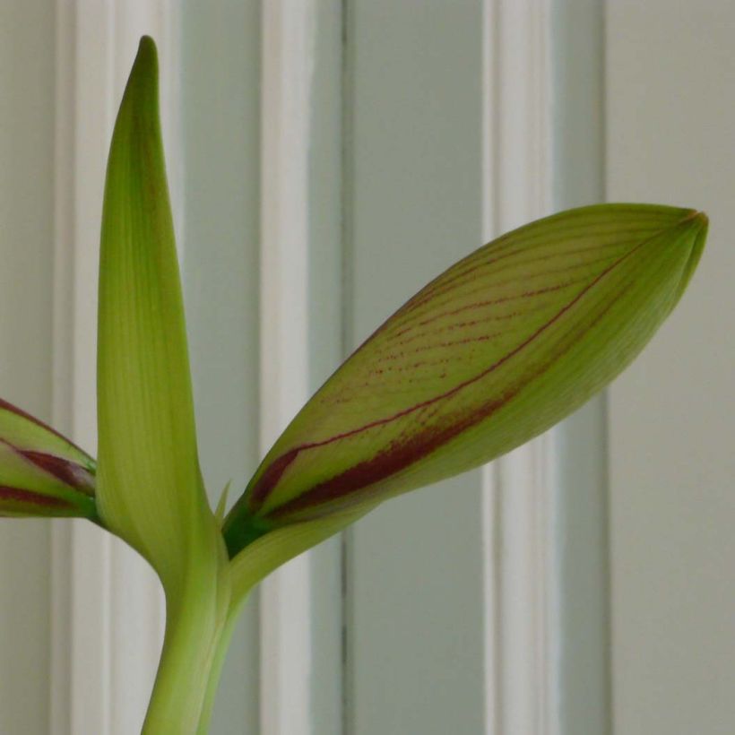 Amaryllis Exotic Star (Feuillage)