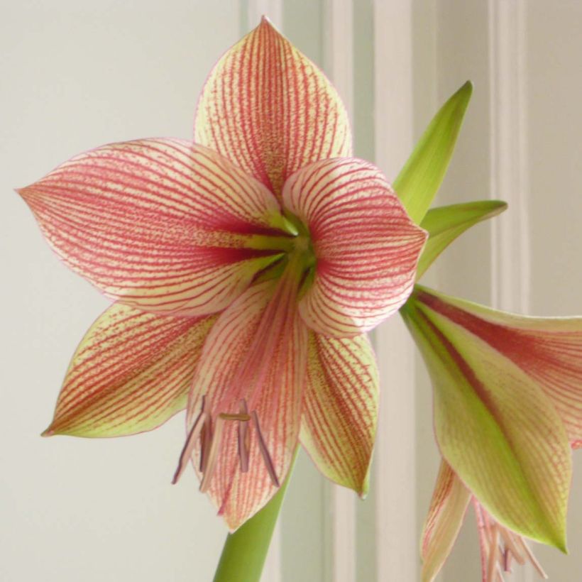 Amaryllis Exotic Star (Floraison)