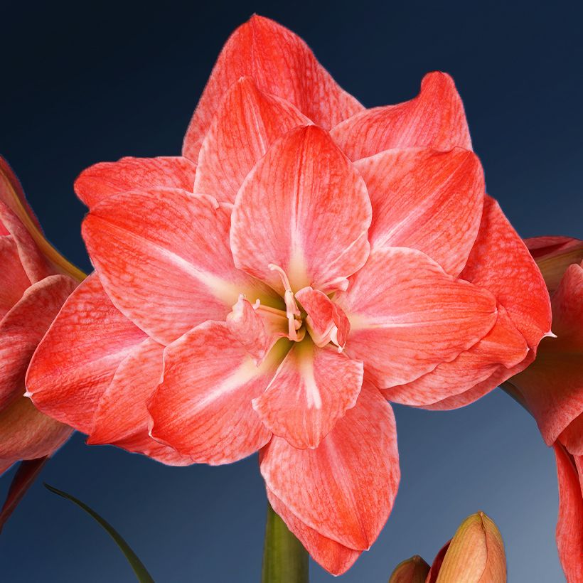 Amaryllis Flamingo Amadeus - Hippeastrum (Floraison)