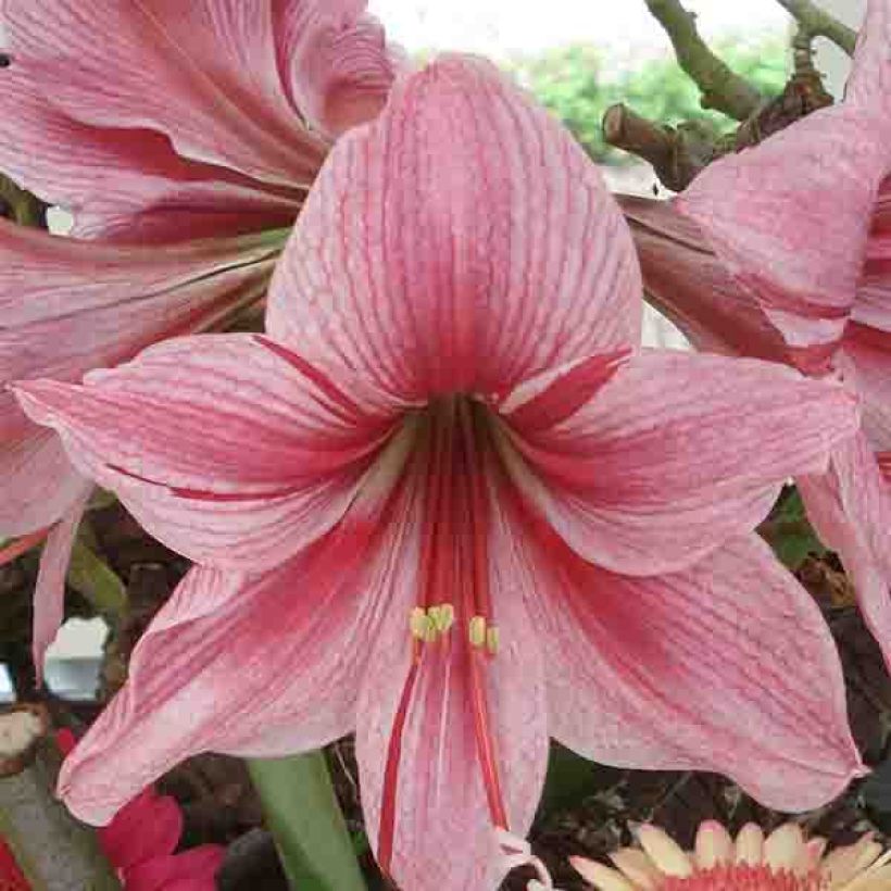 Amaryllis Gervase (Floraison)