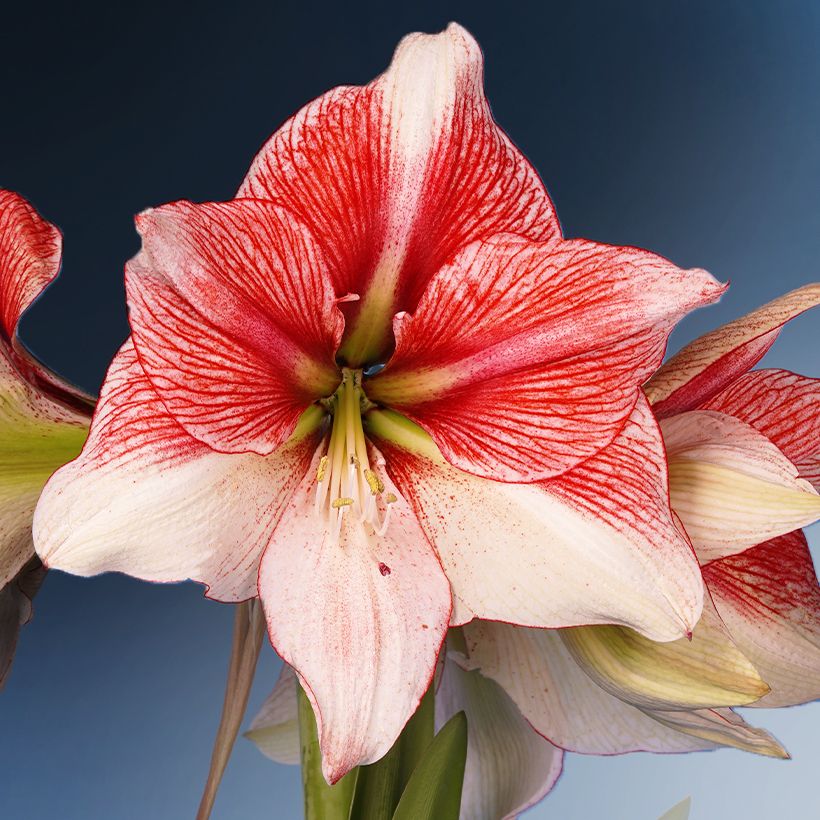 Amaryllis Grandise Fantasy - Hippeastrum (Floraison)