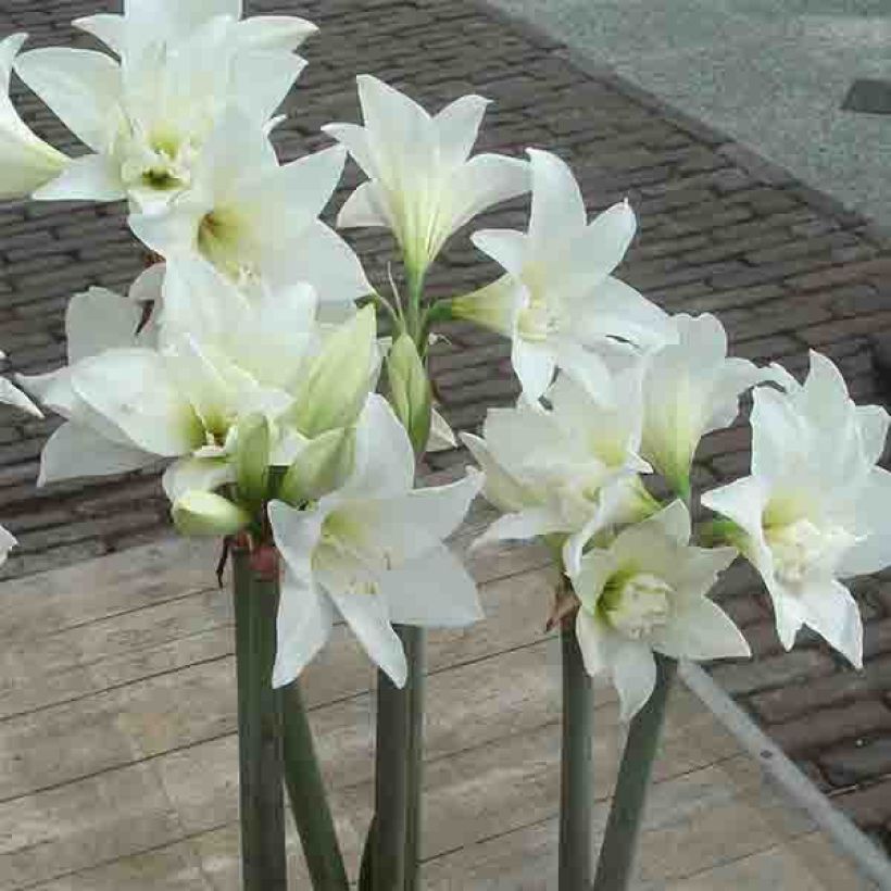 Amaryllis Jewel (Floraison)