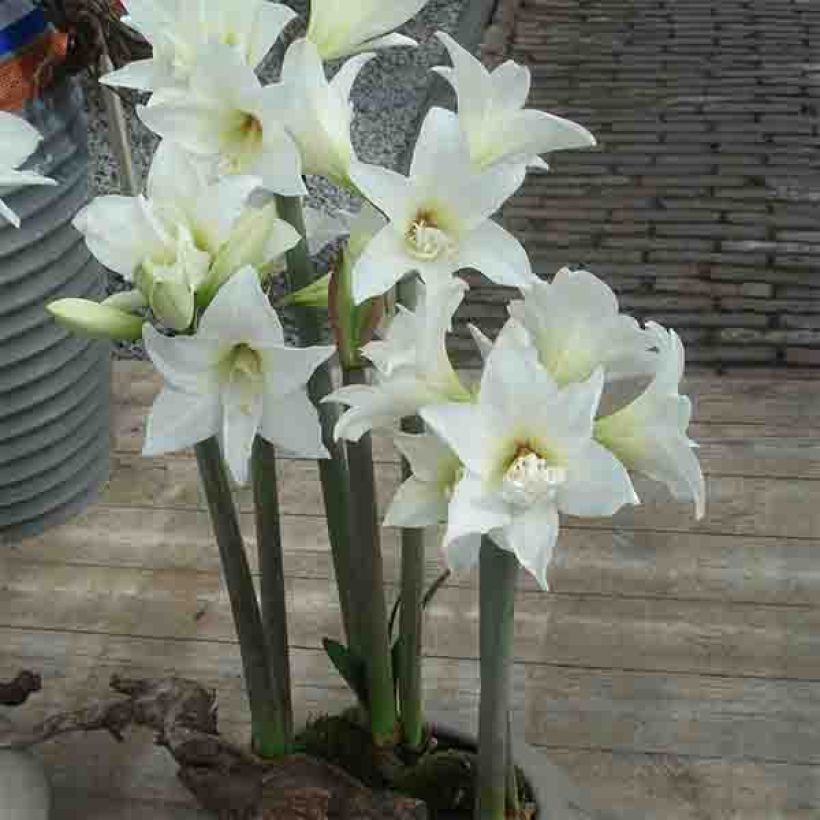 Amaryllis Jewel (Port)