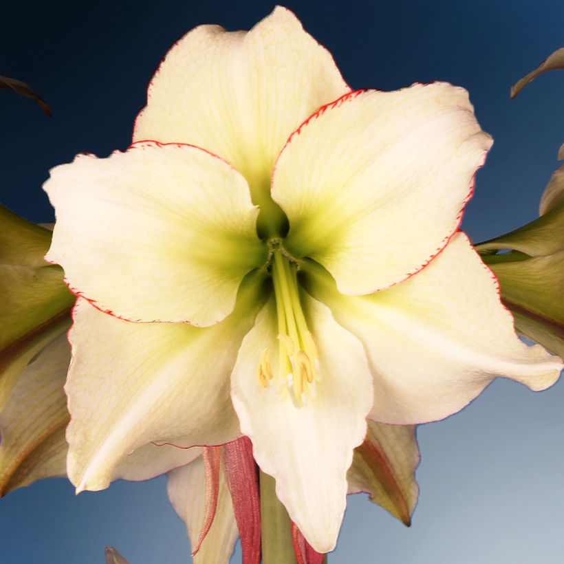 Amaryllis Lemon Cream - Hippeastrum (Floraison)