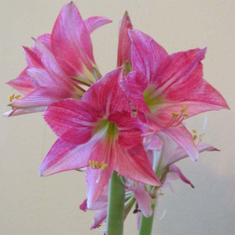 Amaryllis Neon (Floraison)