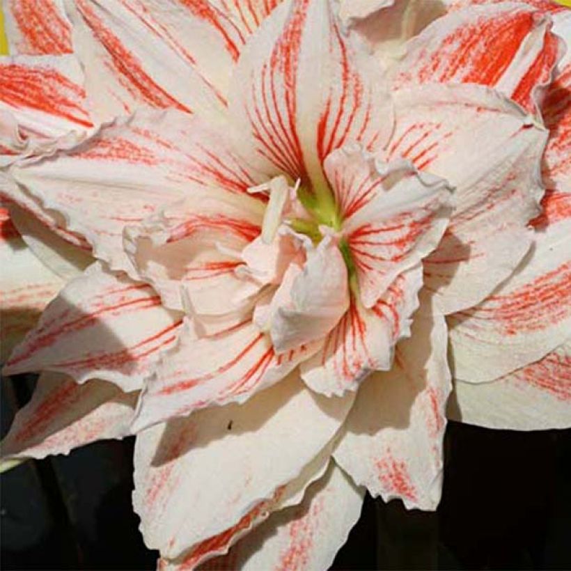 Amaryllis double Nymph (Floraison)