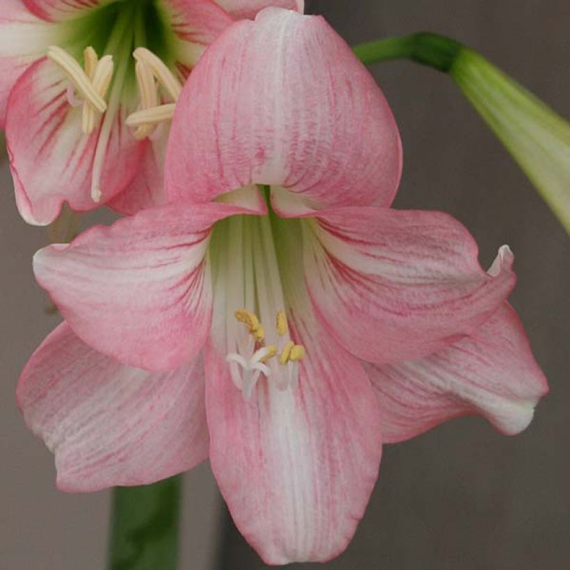 Amaryllis Pink Rascal (Floraison)