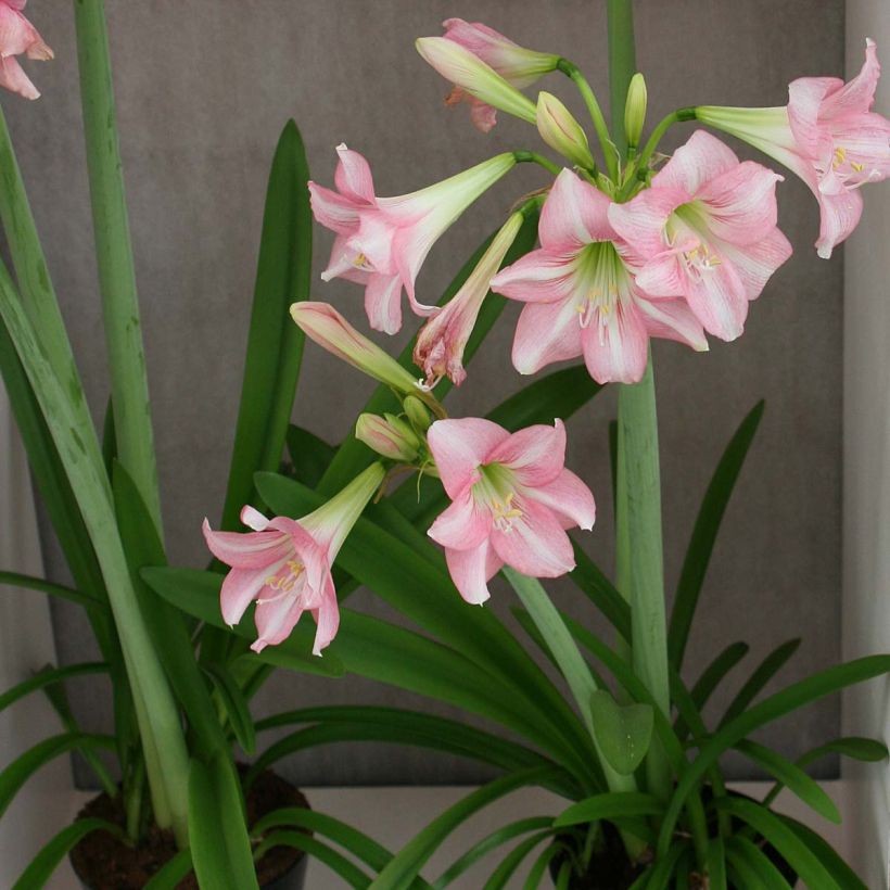 Amaryllis Pink Rascal (Port)