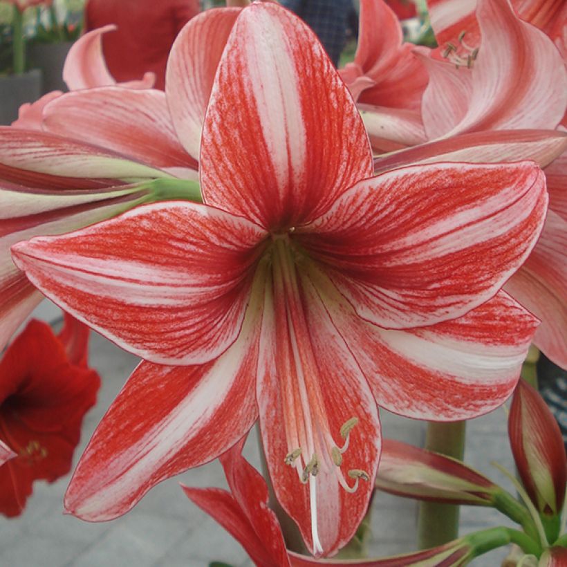 Amaryllis Pyjama Party (Floraison)