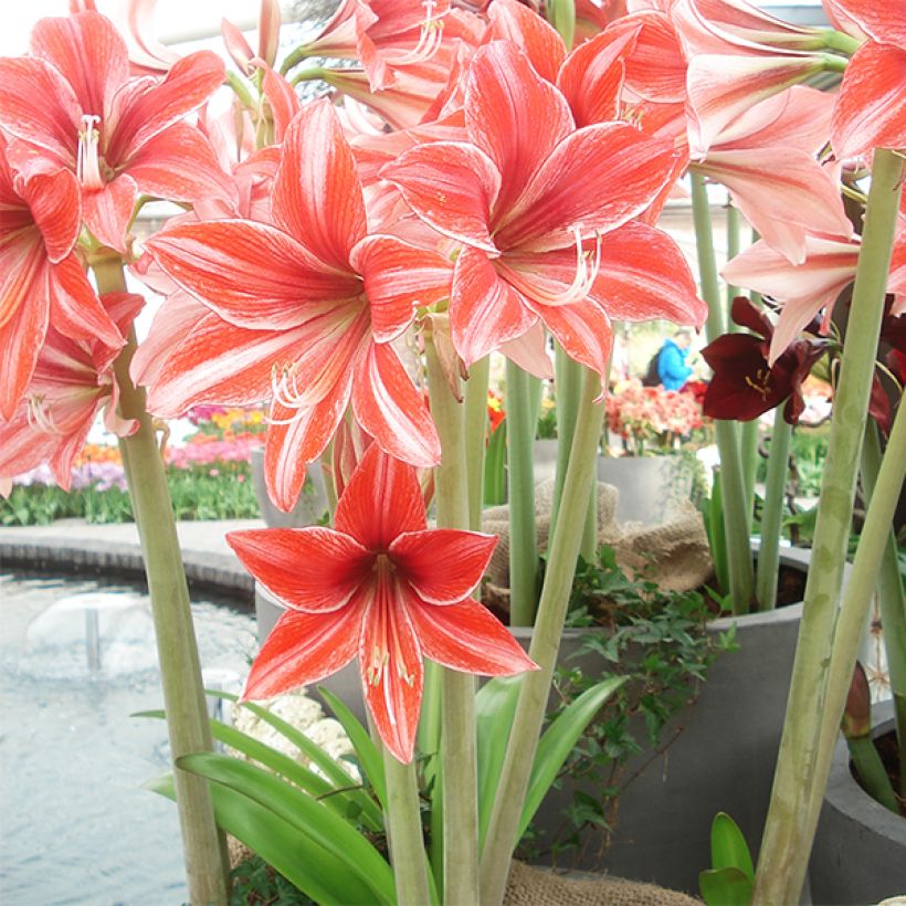 Amaryllis Pyjama Party (Port)