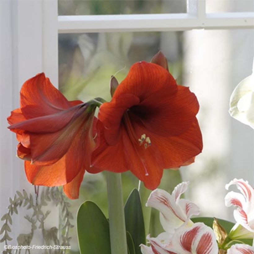 Amaryllis Red Lion (Floraison)