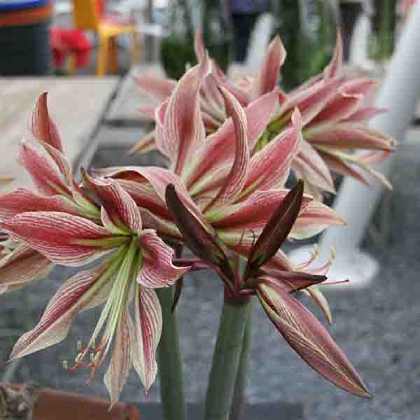 Amaryllis Rio Negro (Floraison)