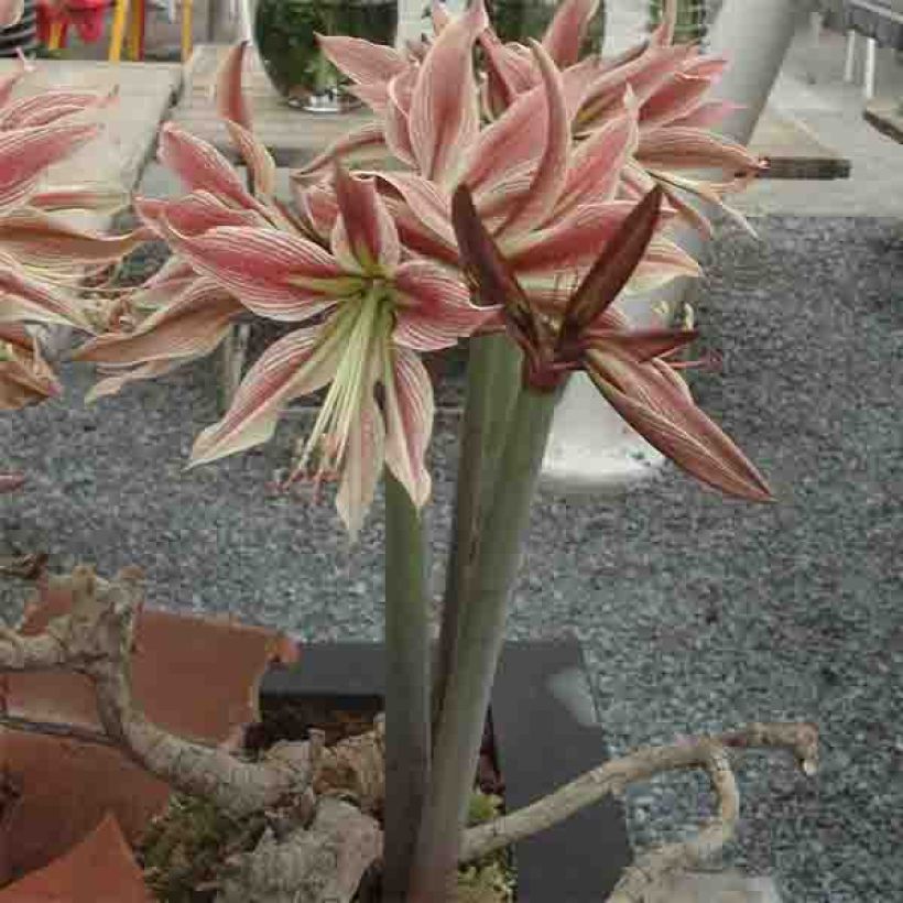 Amaryllis Rio Negro (Port)