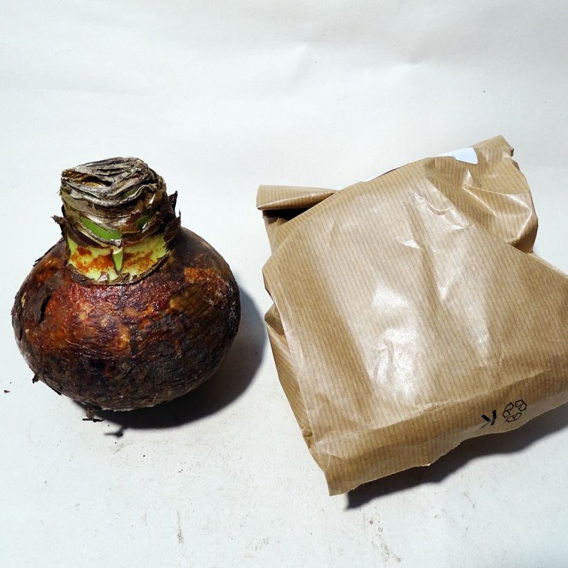 Exemple de spécimen de Amaryllis Rio Negro tel que livré