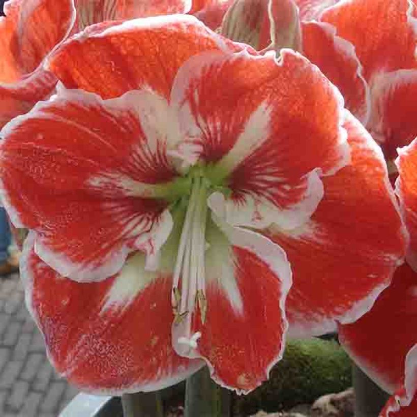 Amaryllis Samba (Floraison)