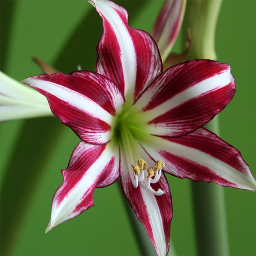 Amaryllis Santiago (Floraison)