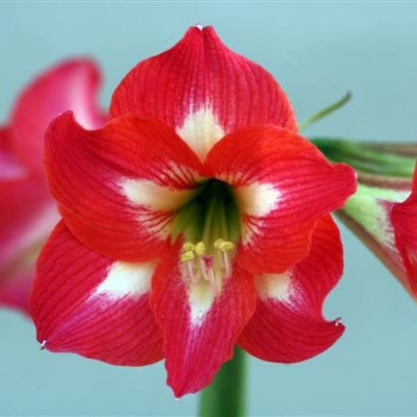 Amaryllis Sleeping Beauty - Hippeastrum (Floraison)