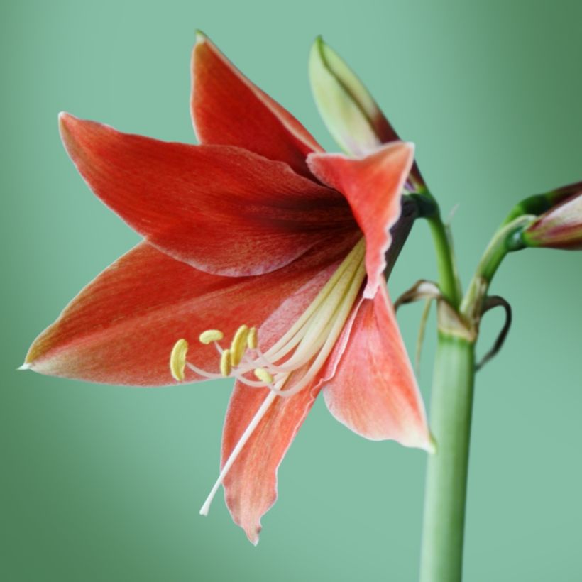 Amaryllis Tierra (Terra Mystica) - Hippeastrum (Floraison)