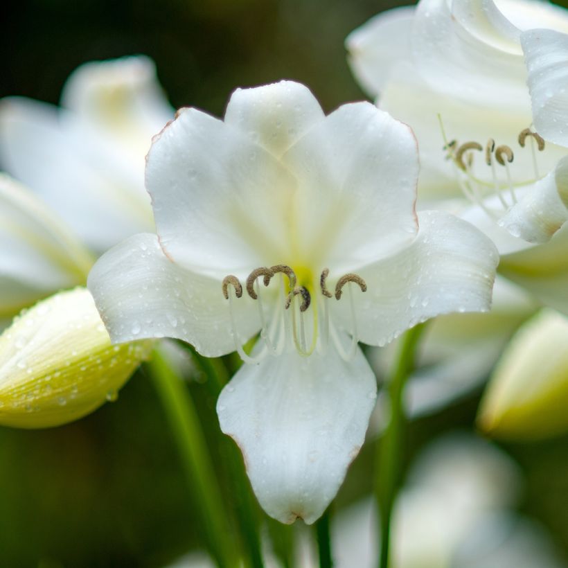 Amaryllis belladonna Alba (Floraison)