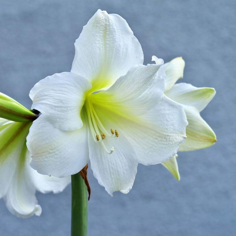 Amaryllis belladonna Ludwig Dazzler - Lis belladonne (Floraison)