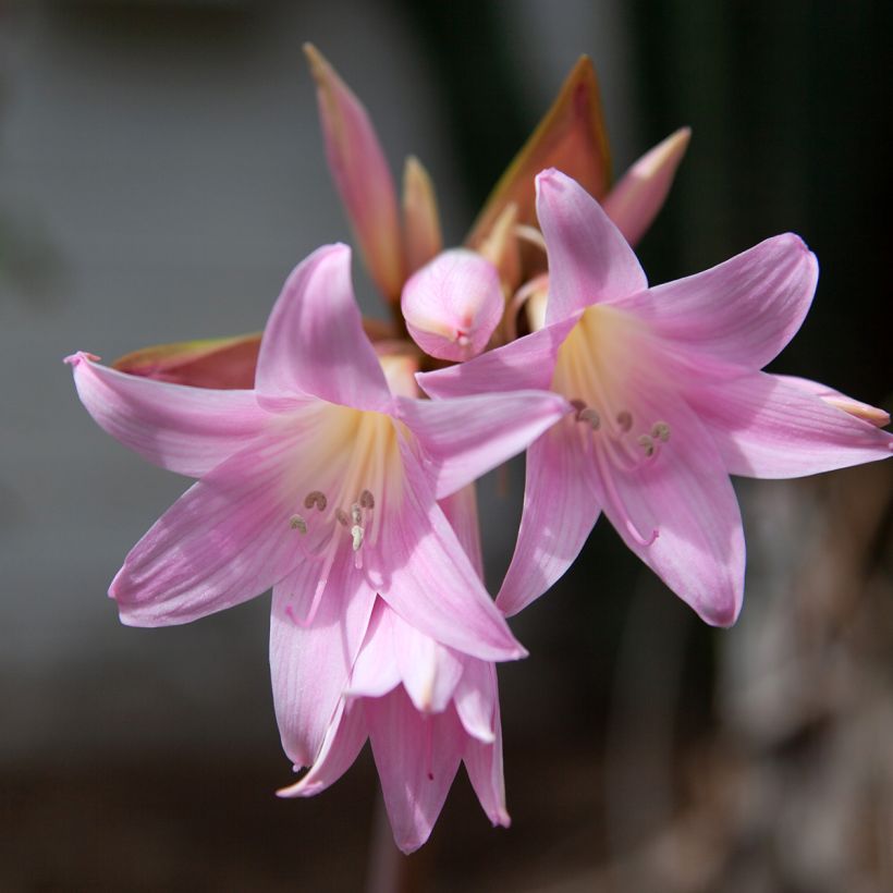 Amaryllis belladonna - Lis belladonne (Floraison)