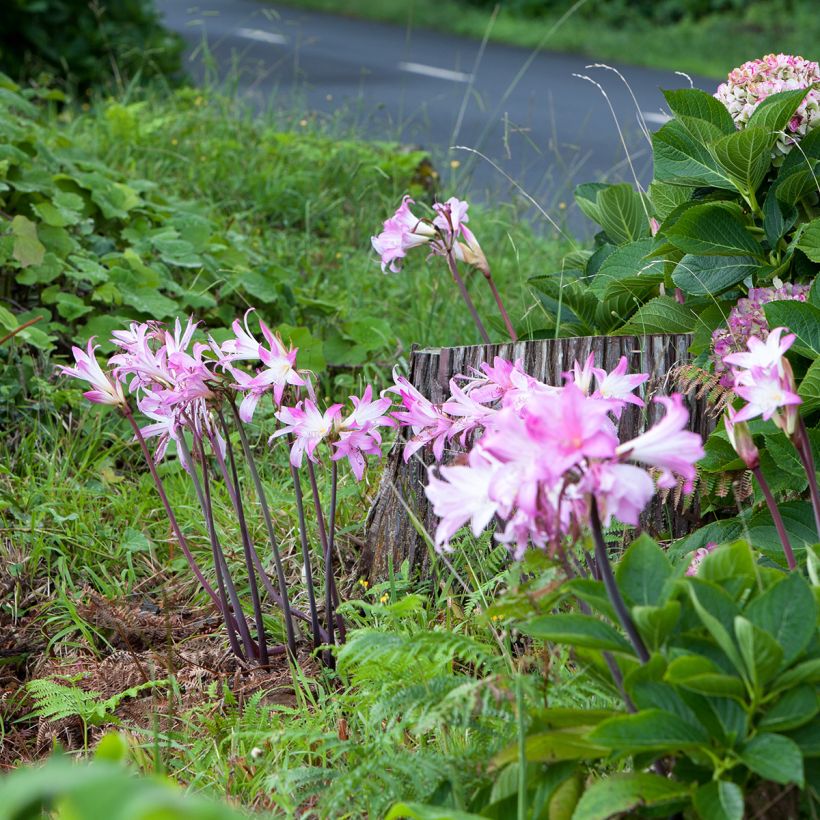 Amaryllis belladonna - Lis belladonne (Port)