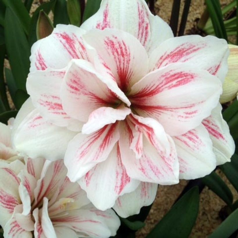 Amaryllis double Aquaro - Hippeastrum (Floraison)