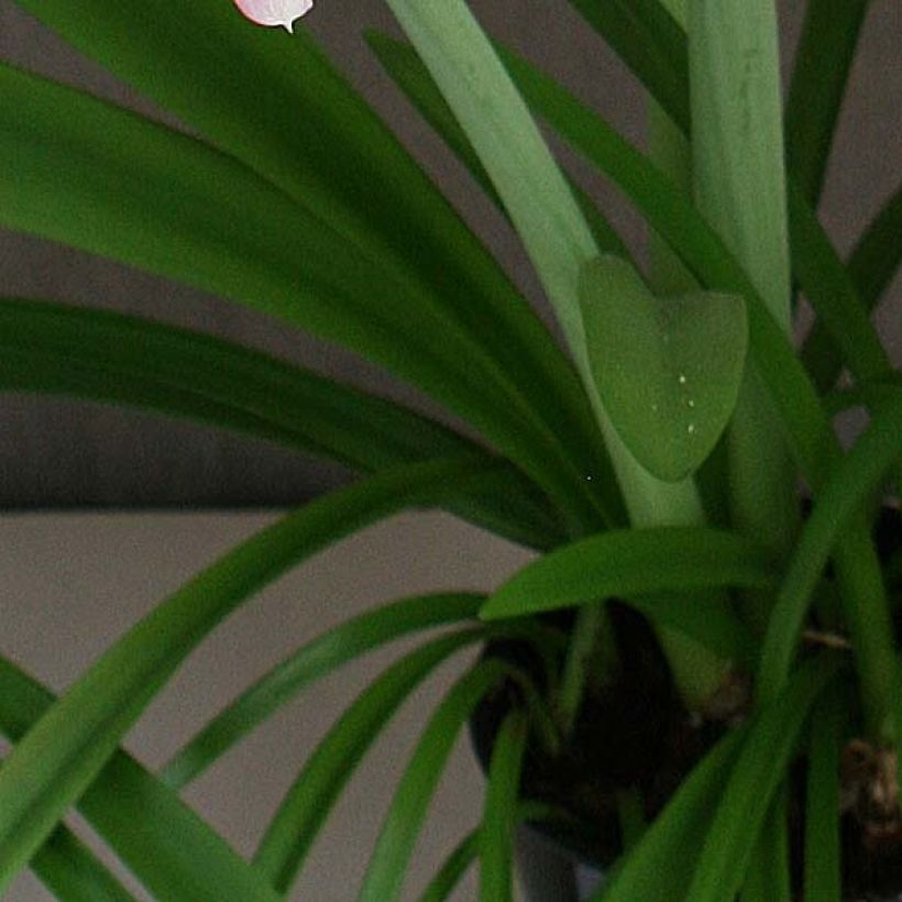 Amaryllis double Cherry Nymph (Feuillage)