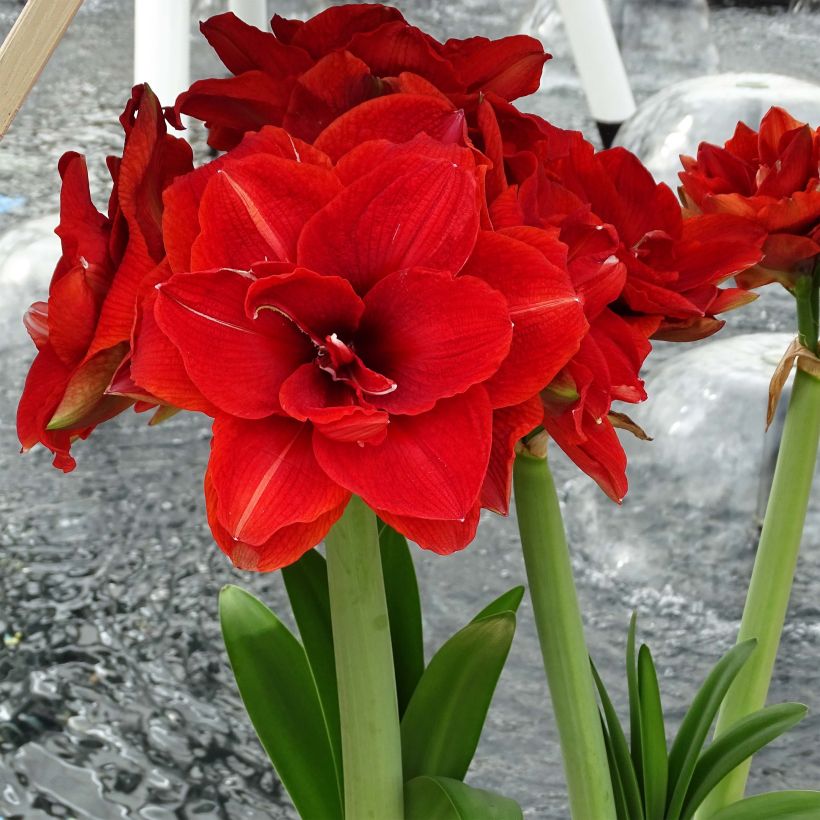 Amaryllis double Cherry Nymph (Floraison)