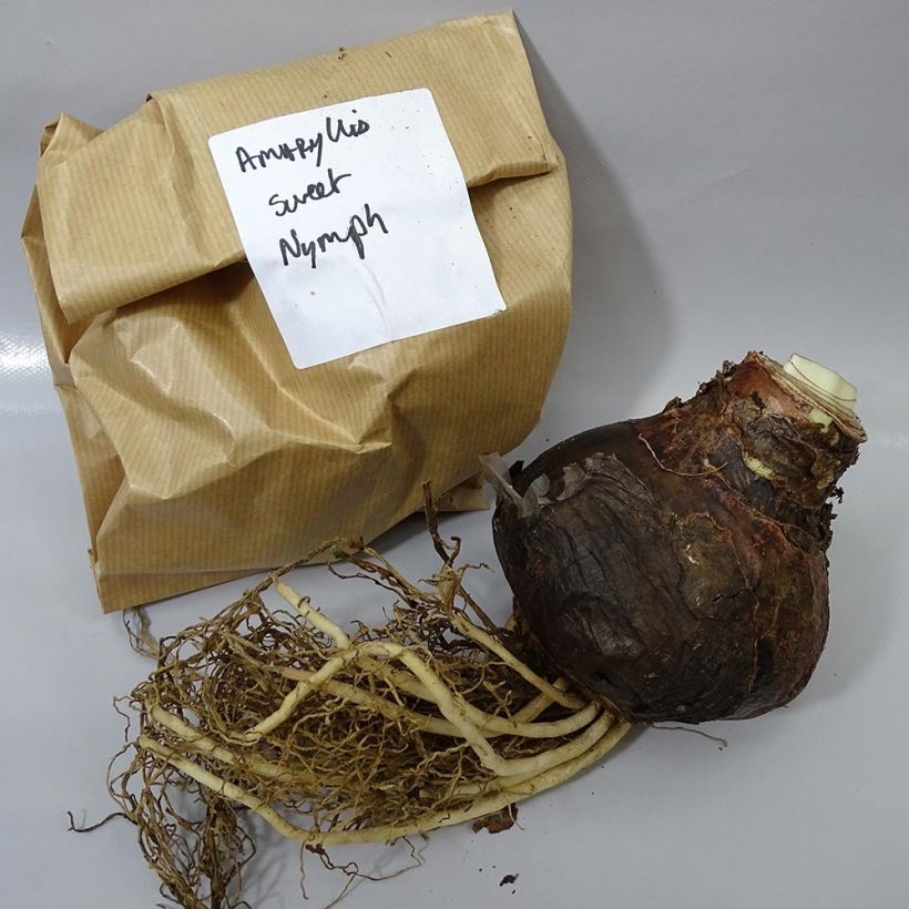 Exemple de spécimen de Amaryllis double Sweet Nymph tel que livré