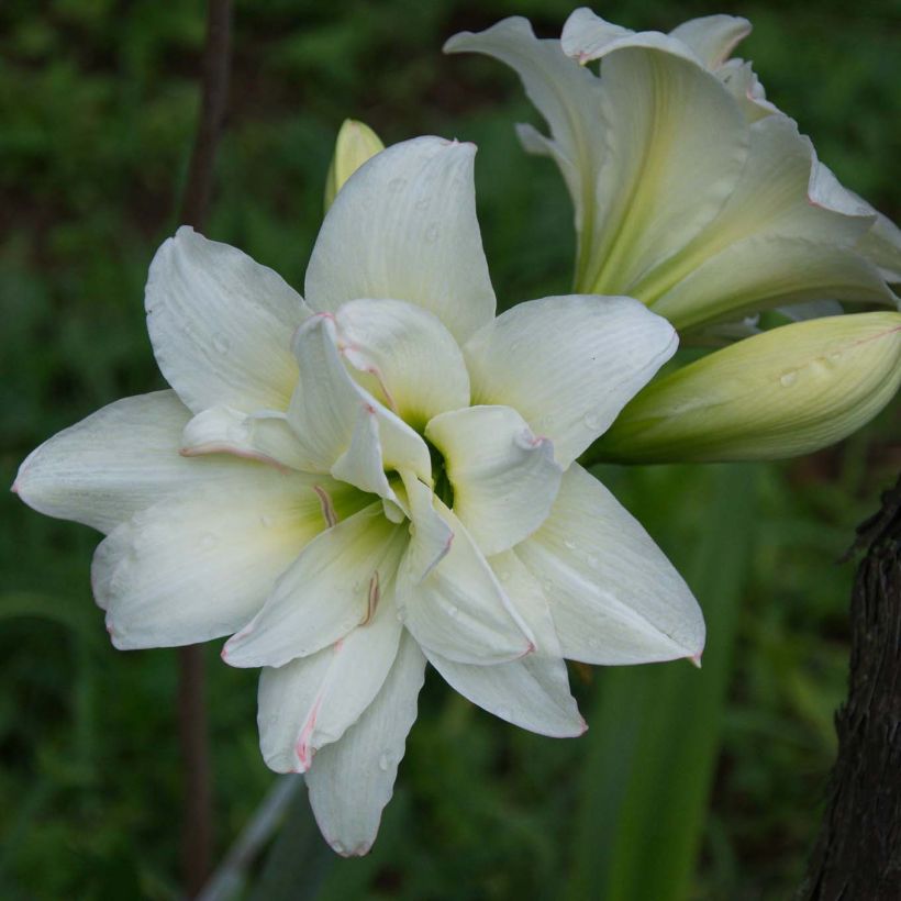 Amaryllis sonatini Alasca - Hippeastrum (Floraison)