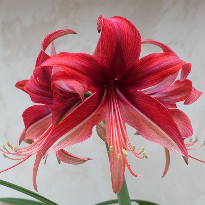 Amaryllis Cybester Bogota (Floraison)