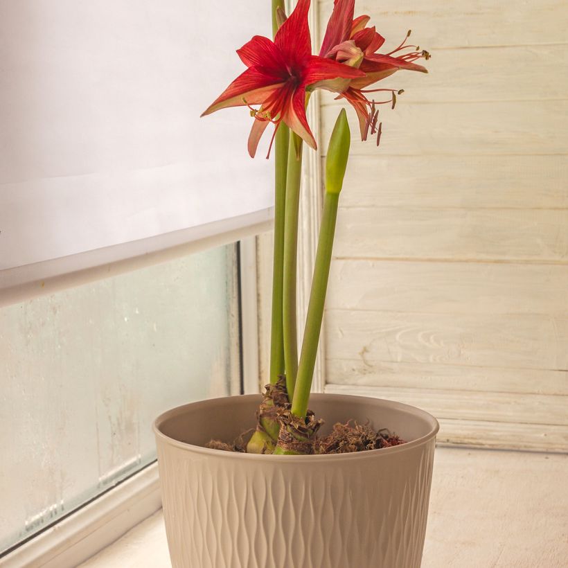 Amaryllis Cybester Bogota (Port)