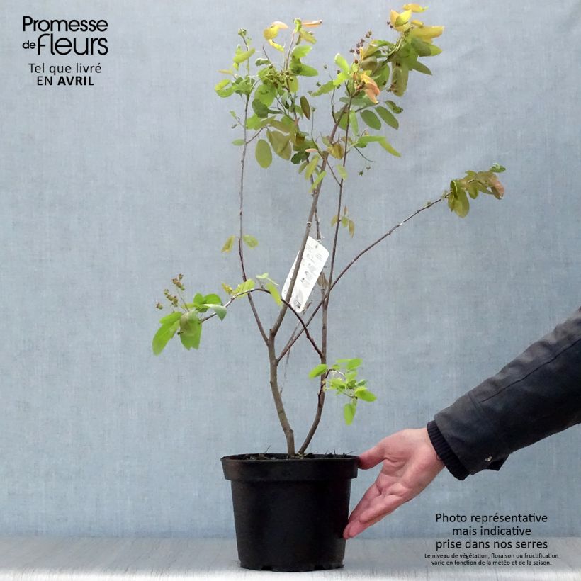 Spécimen de Amelanchier Ballerina en pot de 3L/4L tel que livré au printemps