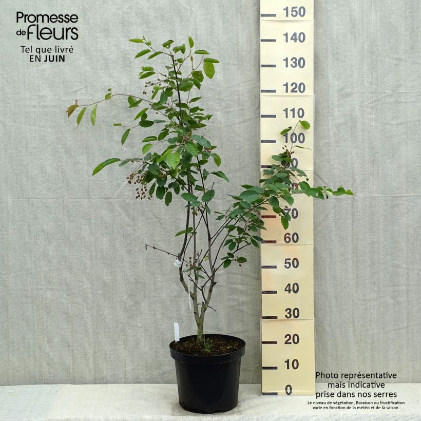 Spécimen de Amelanchier Ballerina en pot de 7,5/10L tel que livré au printemps