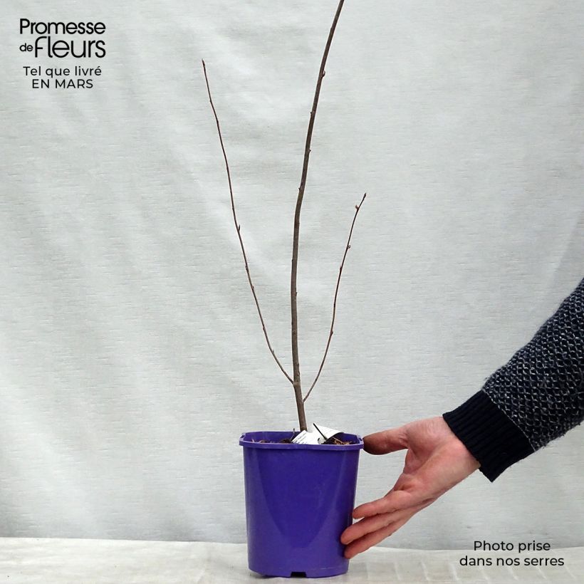 Spécimen de Amelanchier Smoky Pot de 2L/3L tel que livré au printemps