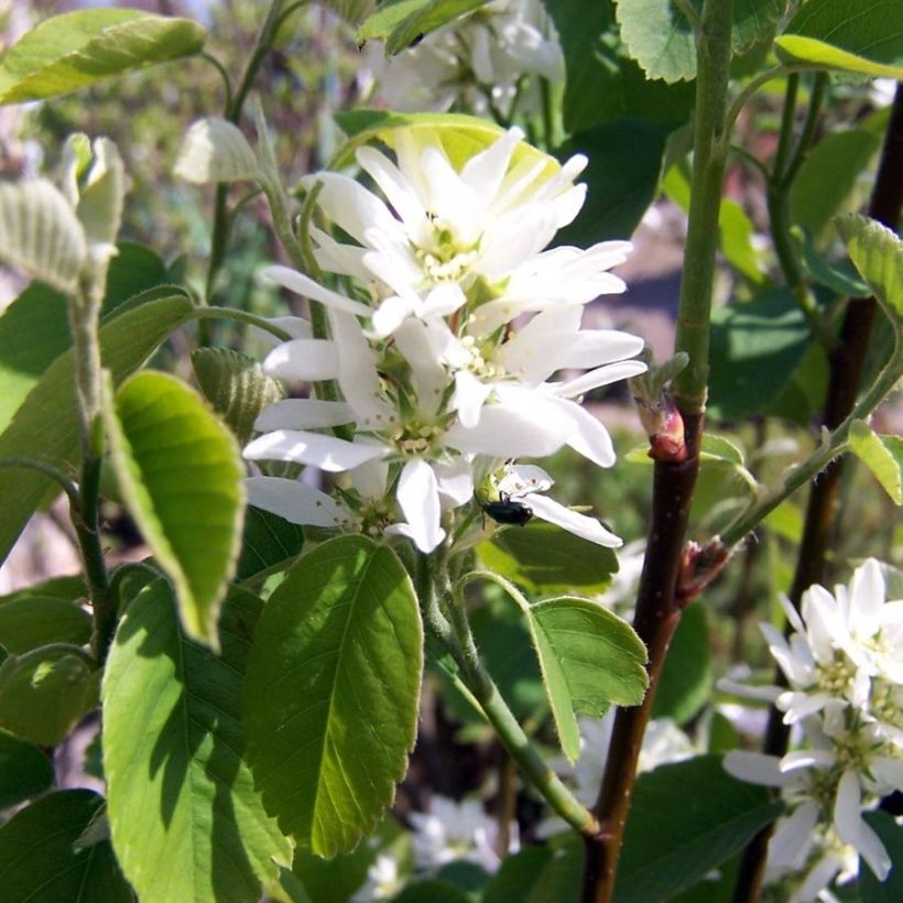 Amelanchier alnifolia Obelisk (Floraison)